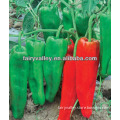 New Bred Super Big Horn Pepper Seeds Chili Seeds-Chinese Lord